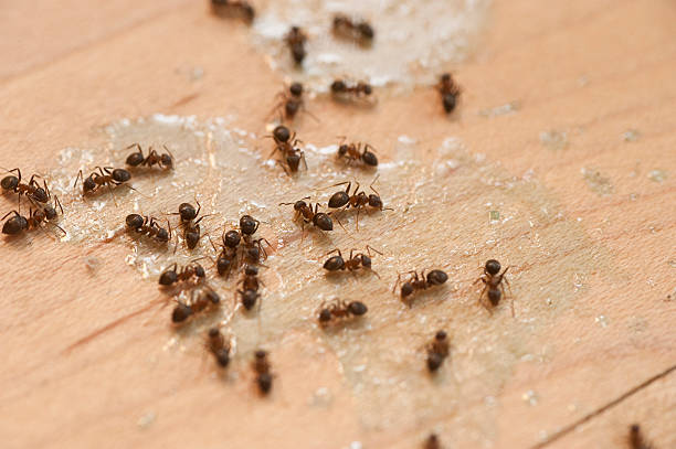 Best Ant Control Services  in Marion, AL